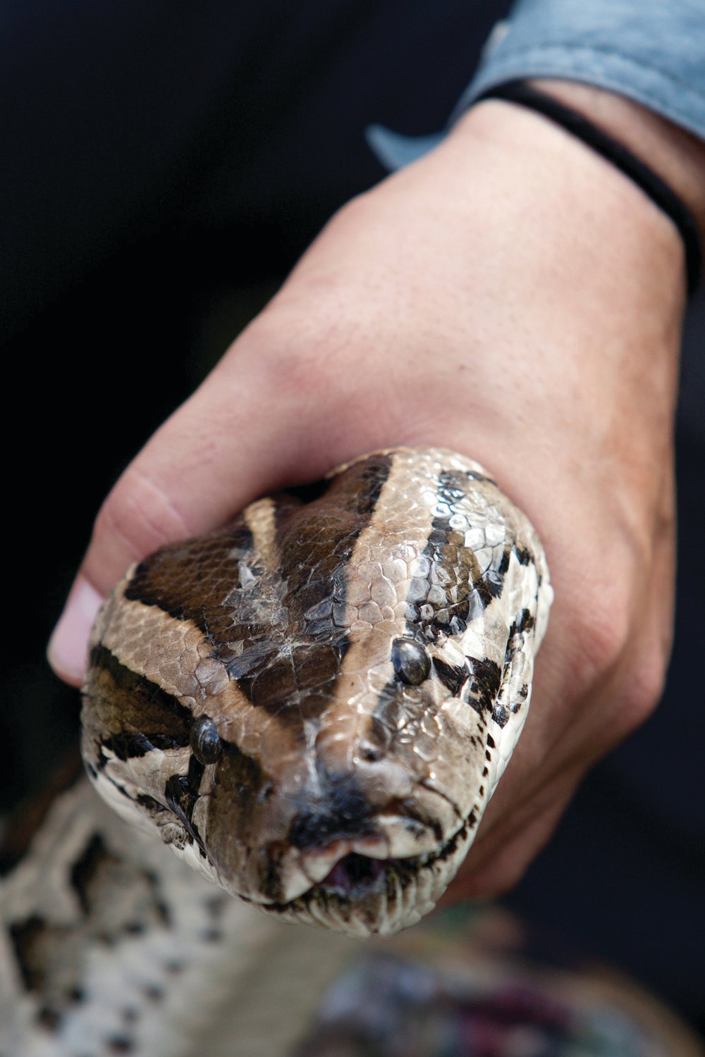 The Burmese pythons are responsible for severe declines of local mammal populations in the Everglades.